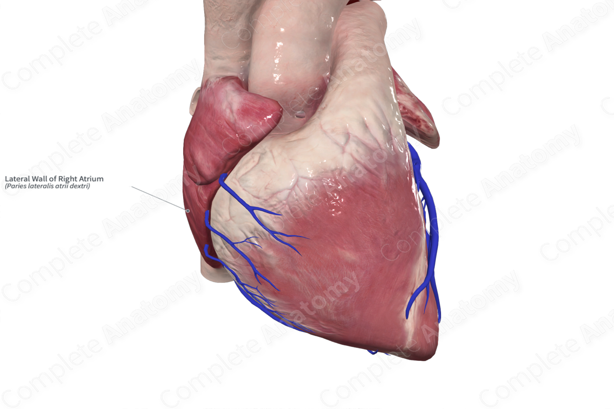 Lateral Wall of Right Atrium
