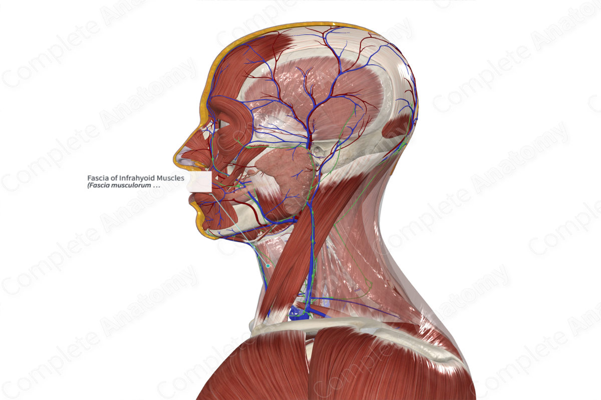 Fascia of Infrahyoid Muscles 