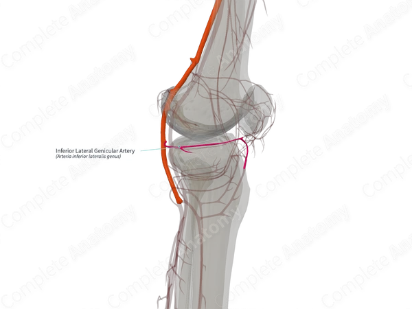 Inferior Lateral Genicular Artery (Left)