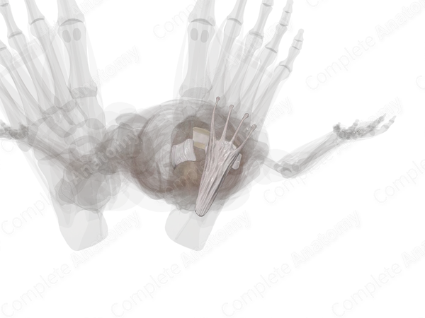 Transverse Tarsal Joint (Left)