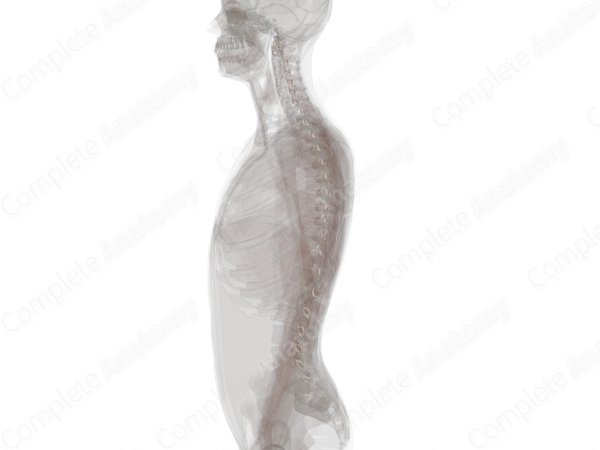 Synovial Joints of Vertebral Column