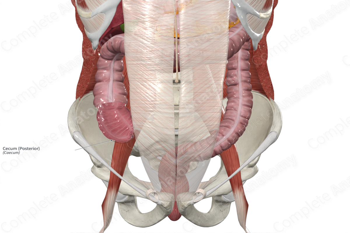 cecum location diagram