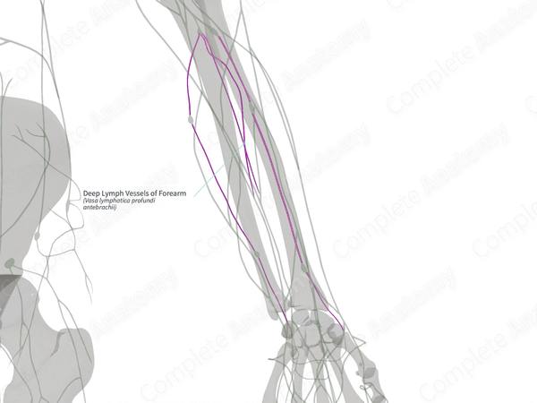 Deep Lymph Vessels of Forearm (Right)