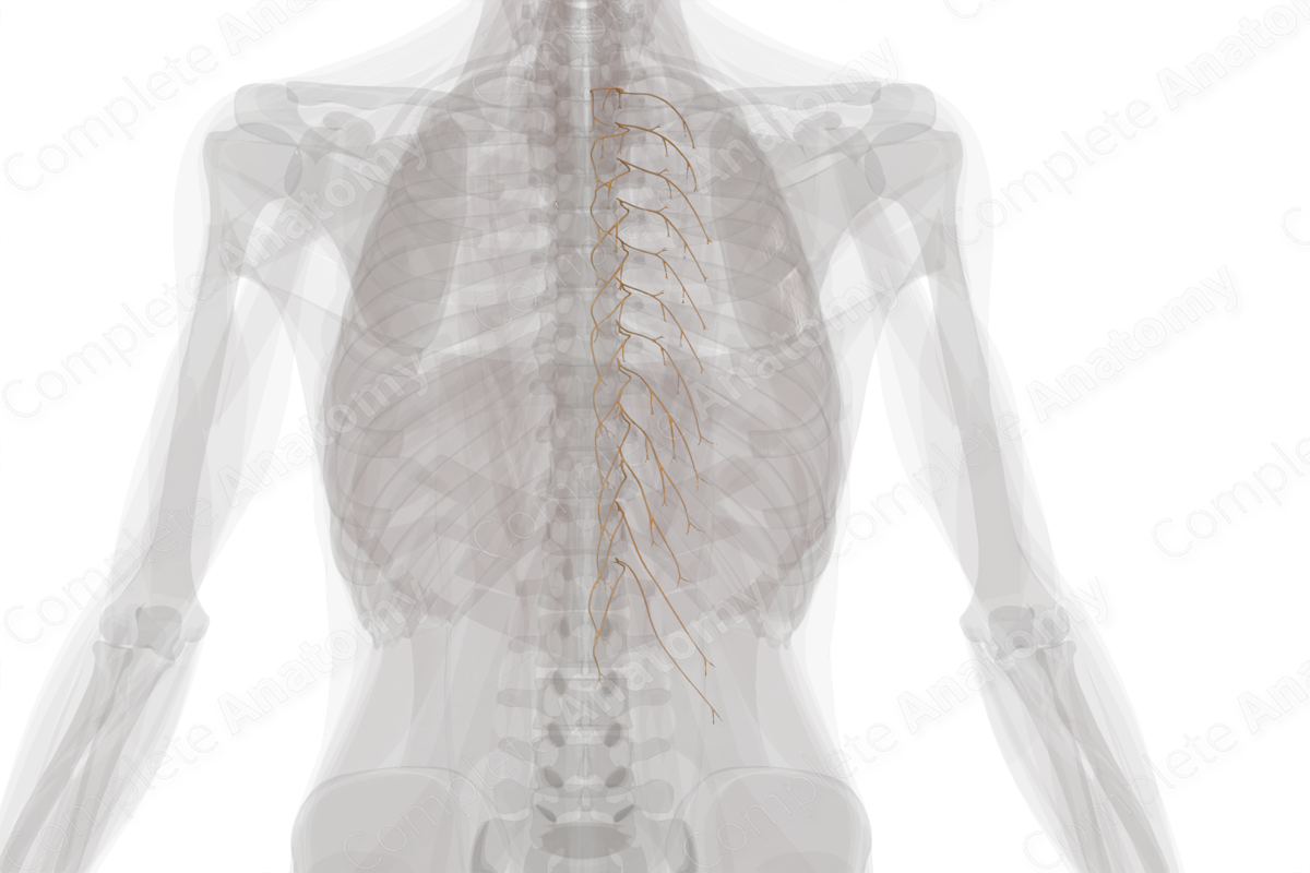 Posterior Rami of Thoracic Spinal Nerves (Left)
