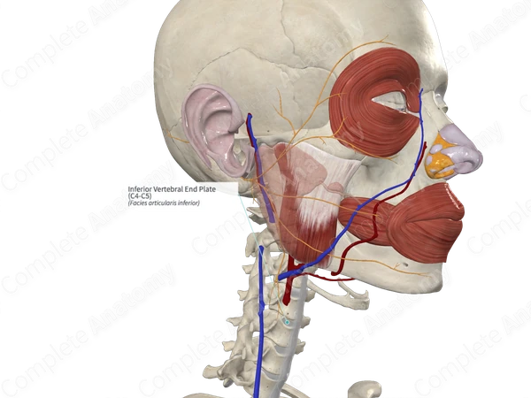 Inferior Vertebral End Plate (C4-C5)