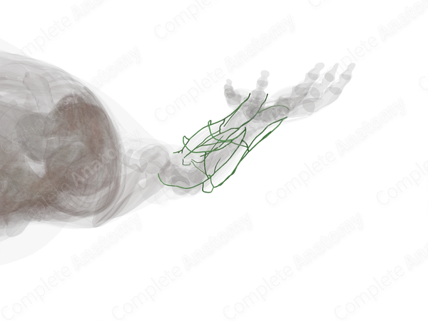 Lymph Vessels of Forearm (Left)