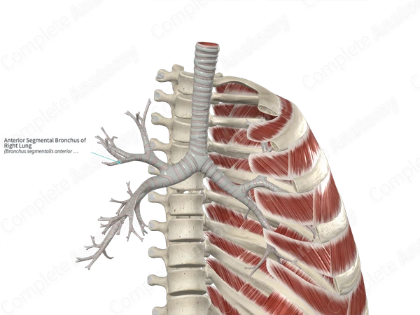 Anterior Segmental Bronchus of Right Lung