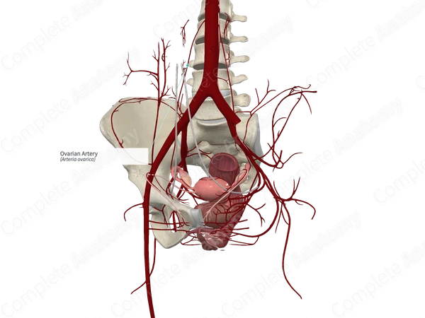 Ovarian Artery (Right)
