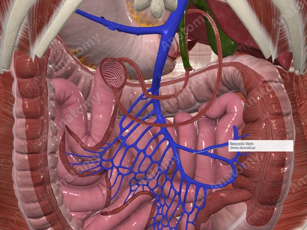 Ileocolic Vein