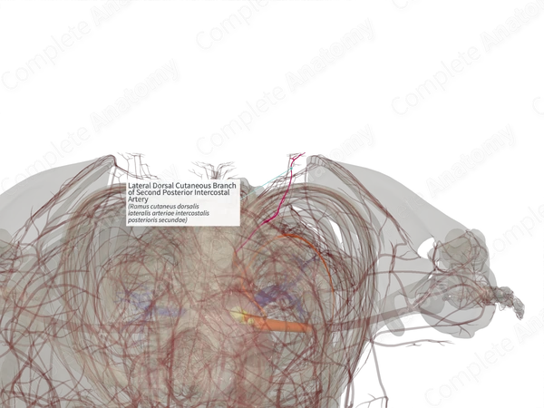 Lateral Dorsal Cutaneous Branch of Second Posterior Intercostal Artery (Left)