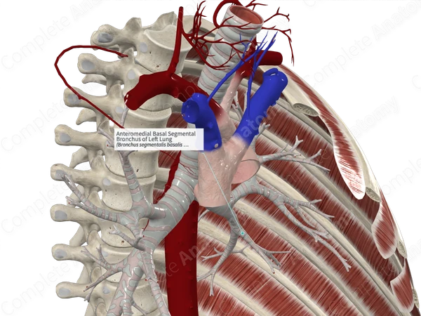 Anteromedial Basal Segmental Bronchus of Left Lung