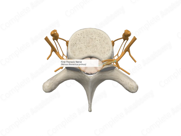 First Thoracic Nerve