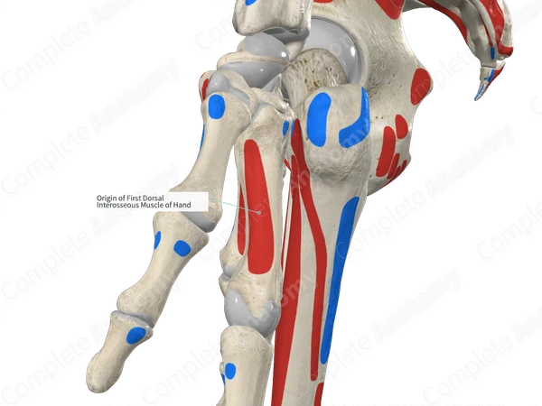 Origin of First Dorsal Interosseous Muscle of Hand | Complete Anatomy