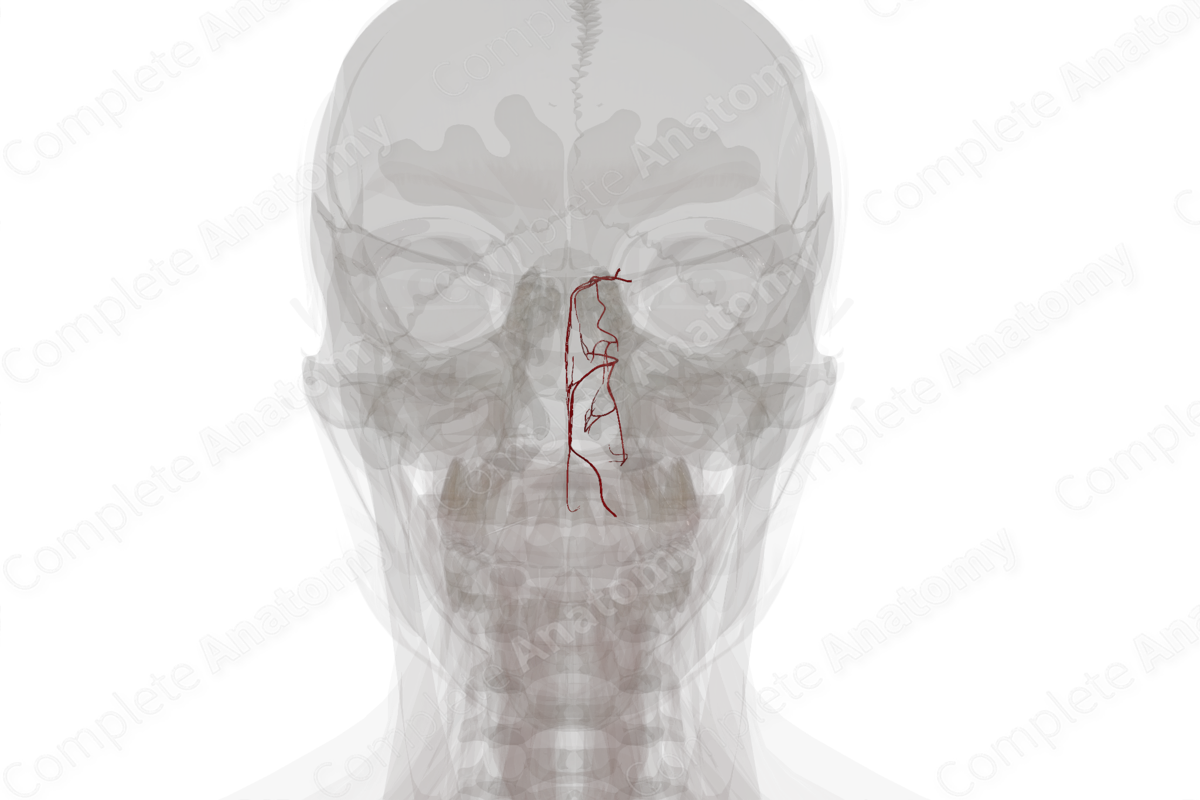 Arteries of Nasal Cavity (Left)