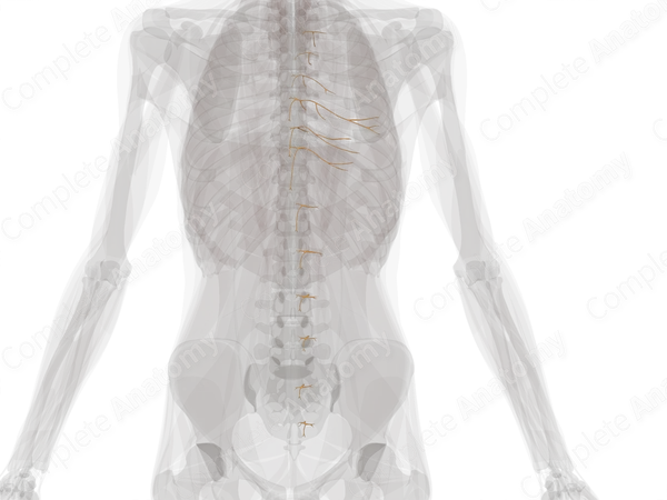 Anterior Cutaneous Branches of Intercostal Nerves (Left) | Complete Anatomy