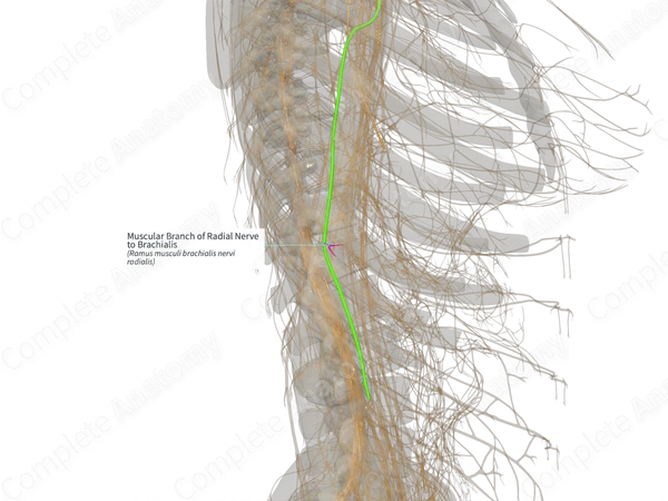 Muscular Branch of Radial Nerve to Brachialis (Left)
