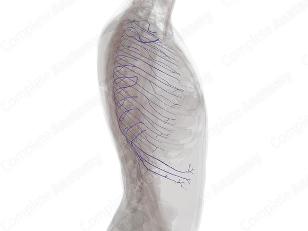 Posterior Intercostal Veins (Left)