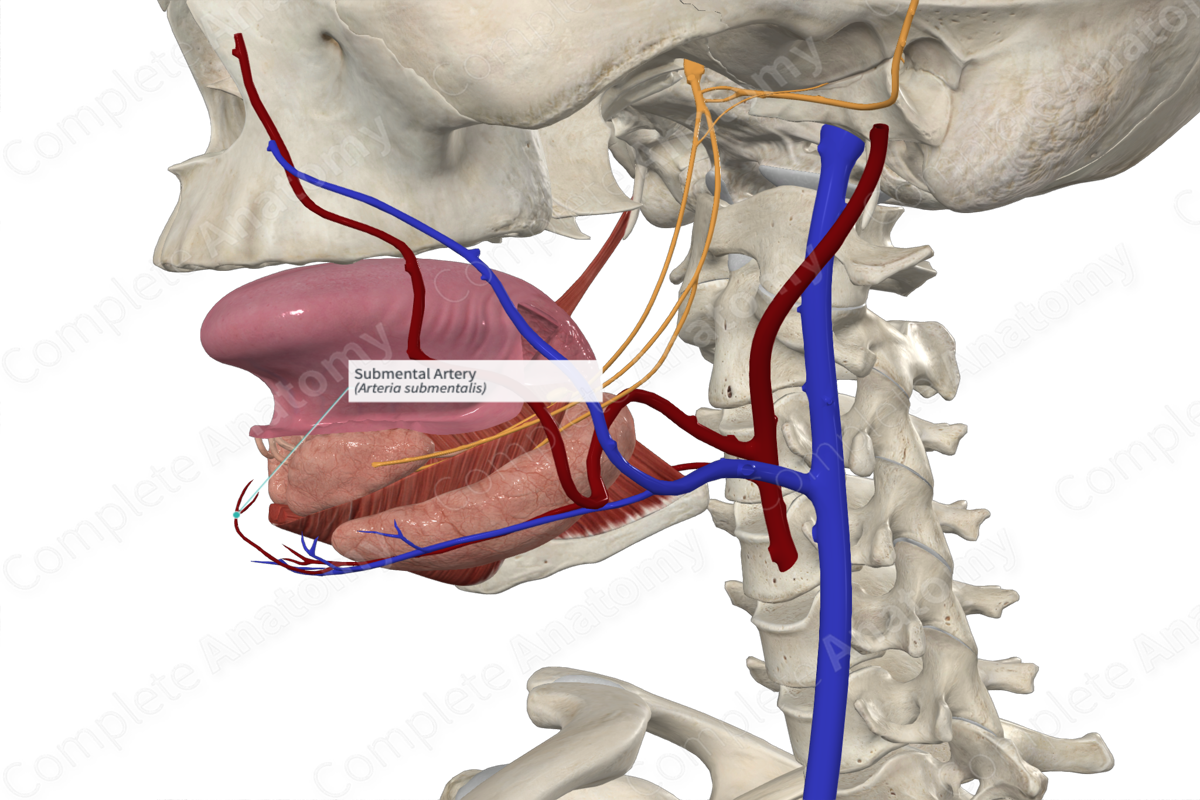 Submental Artery 