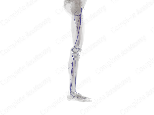 Deep Veins of Lower Limb (Left)