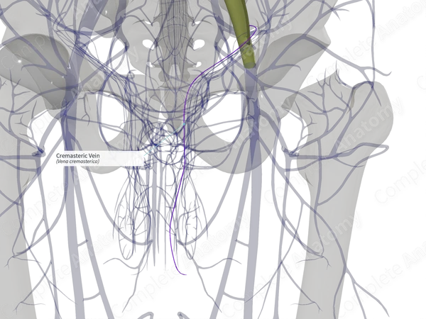 Cremasteric Vein (Right)