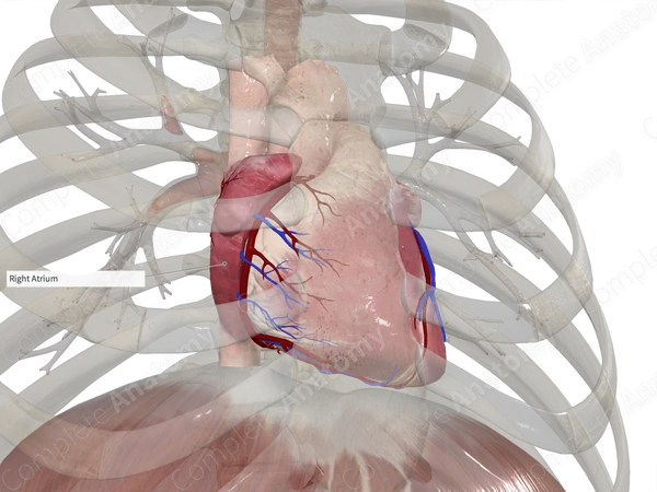 Lateral Wall of Right Atrium