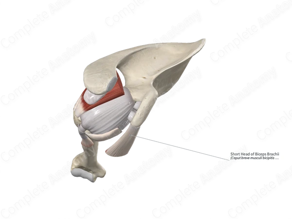 Short Head of Biceps Brachii 