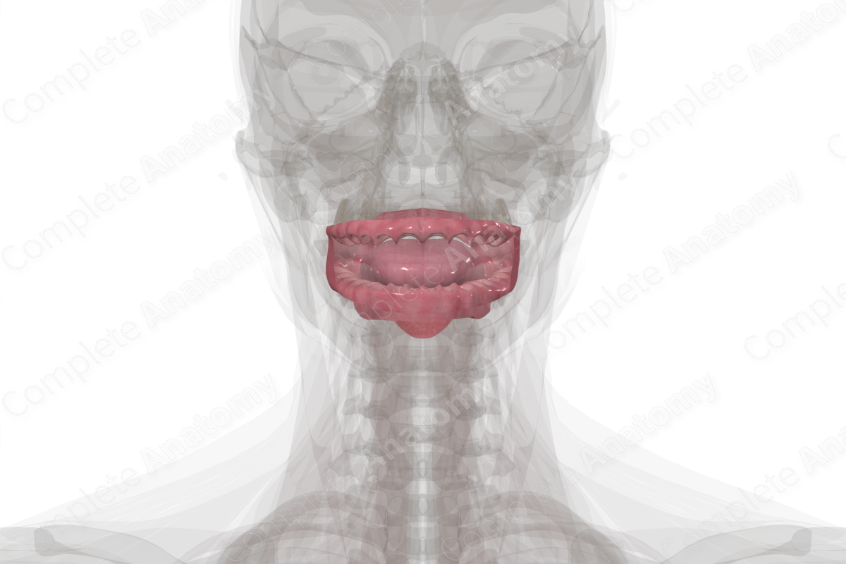 Oral Cavity