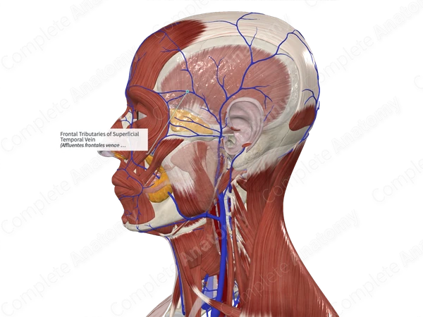 Frontal Tributaries of Superficial Temporal Vein