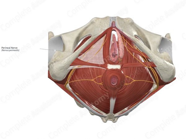 Perineal Nerve 
