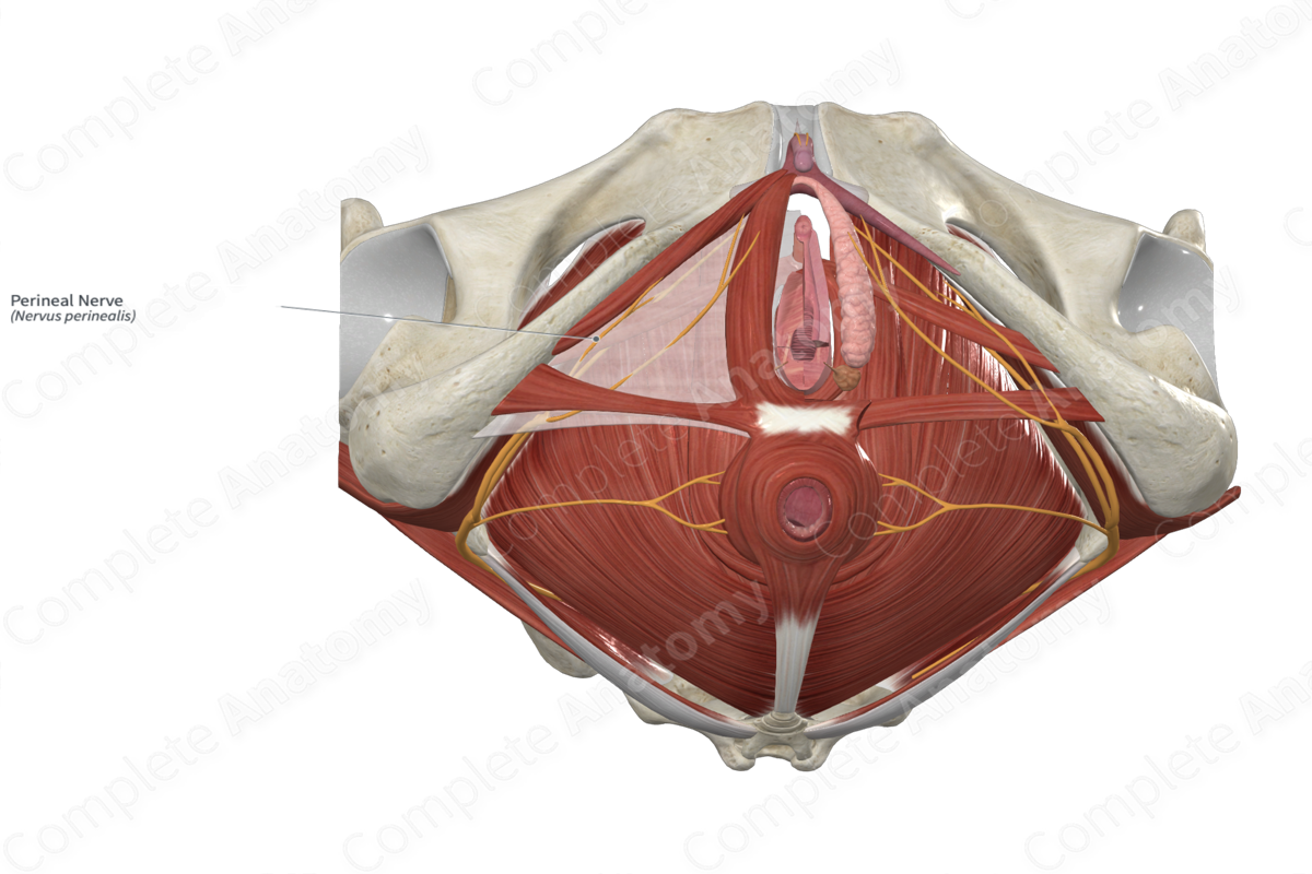 Perineal Nerve 