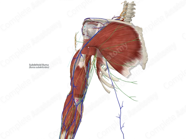 Subdeltoid Bursa