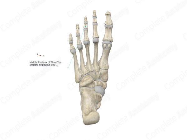 Middle Phalanx of Third Toe