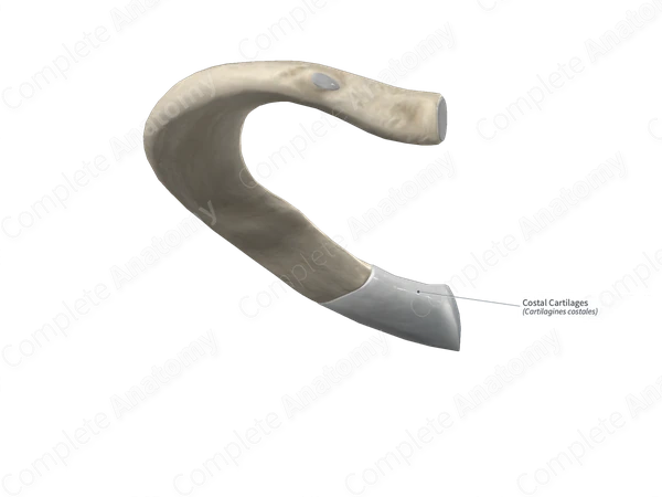 Costal Cartilages 