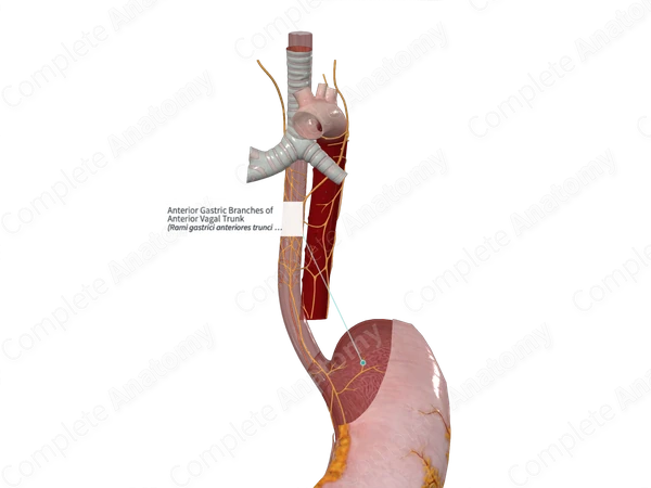 Anterior Gastric Branches of Anterior Vagal Trunk