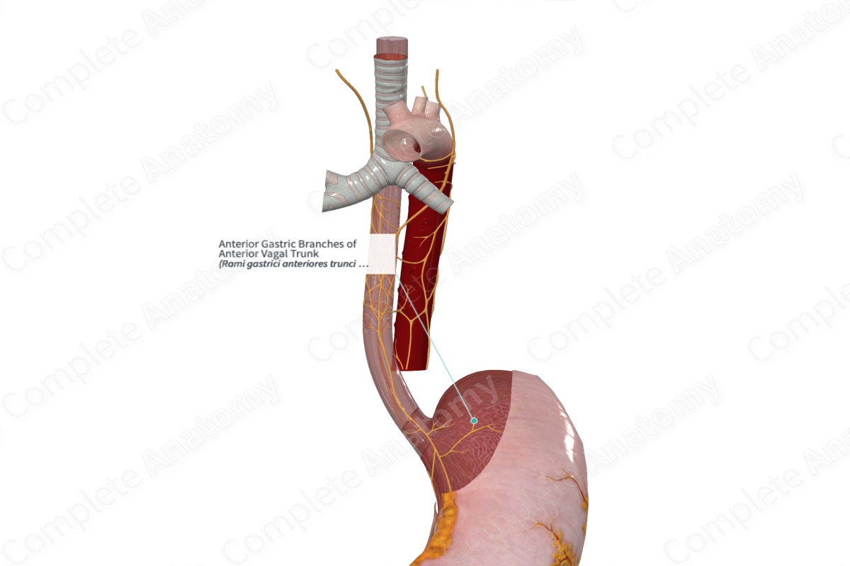 Anterior Gastric Branches of Anterior Vagal Trunk | Complete Anatomy