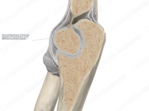 Synovial Membrane of Articular Capsule of Humeroulnar Joint
