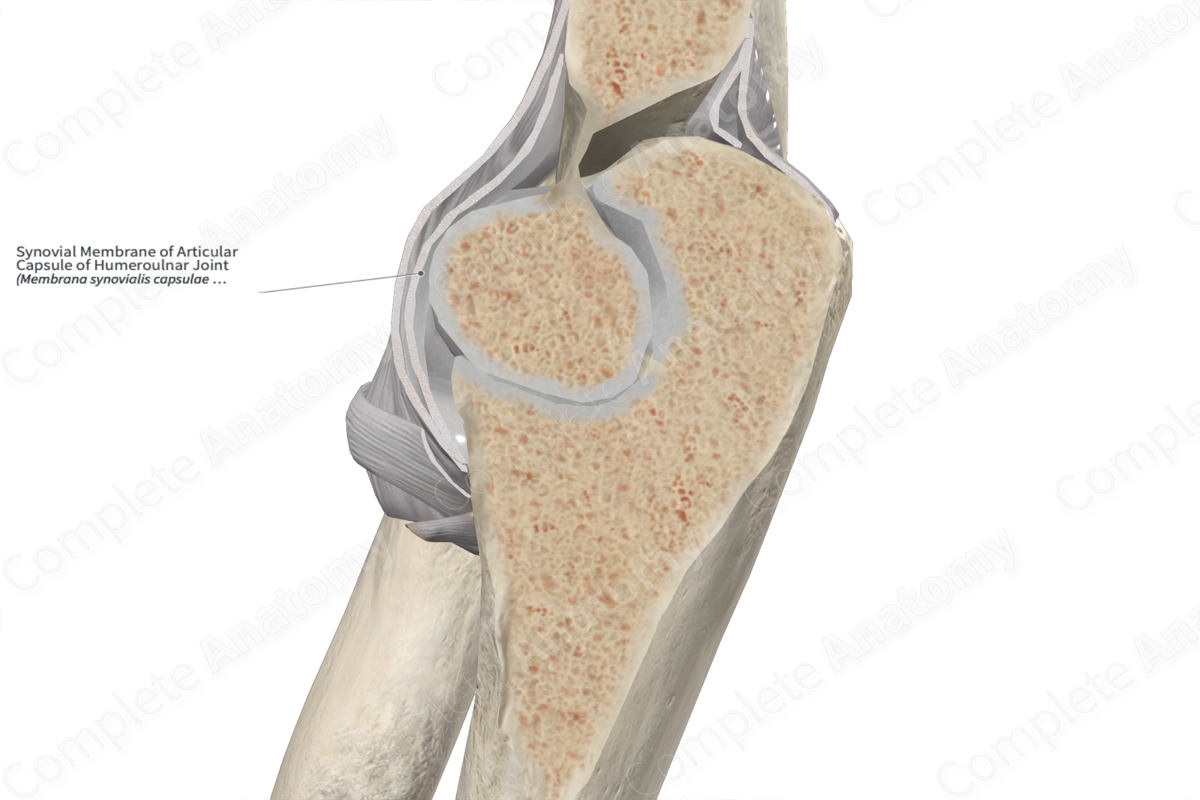 Synovial Membrane of Articular Capsule of Humeroulnar Joint 