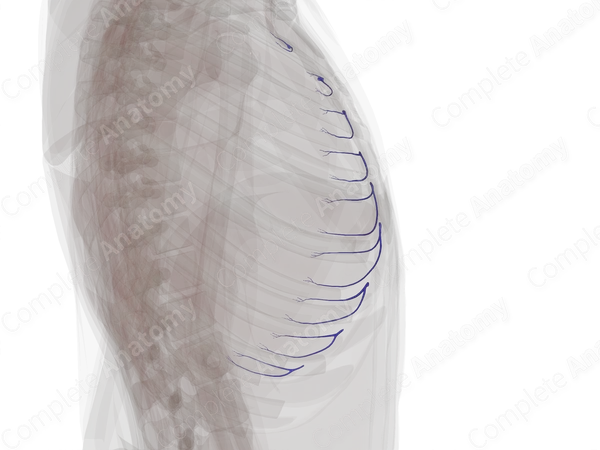 Anterior Intercostal Veins (Left)