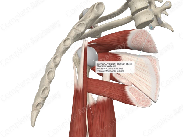 Inferior Articular Facets of Third Thoracic Vertebra