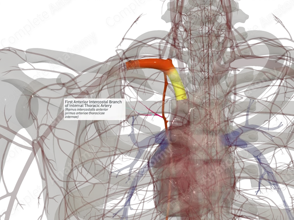 First Anterior Intercostal Branch of Internal Thoracic Artery (Right)