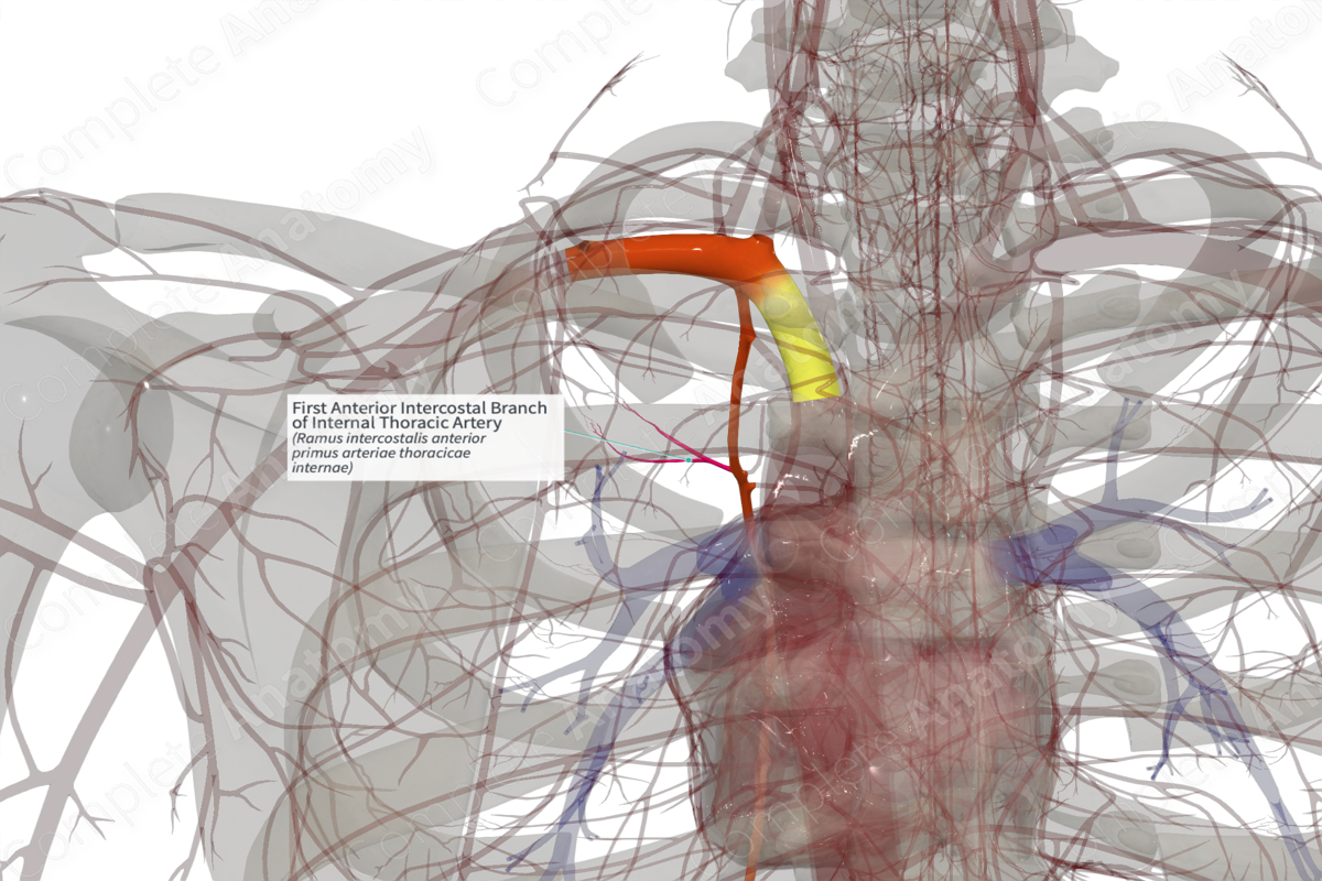 First Anterior Intercostal Branch of Internal Thoracic Artery (Right)