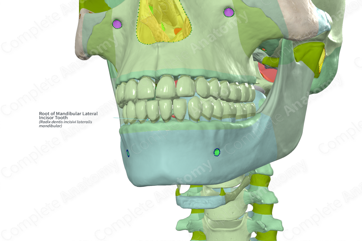 Root of Mandibular Lateral Incisor Tooth