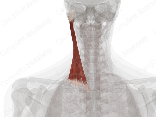 Sternocleidomastoid Muscle (Left)