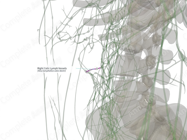 Right Colic Lymph Vessels