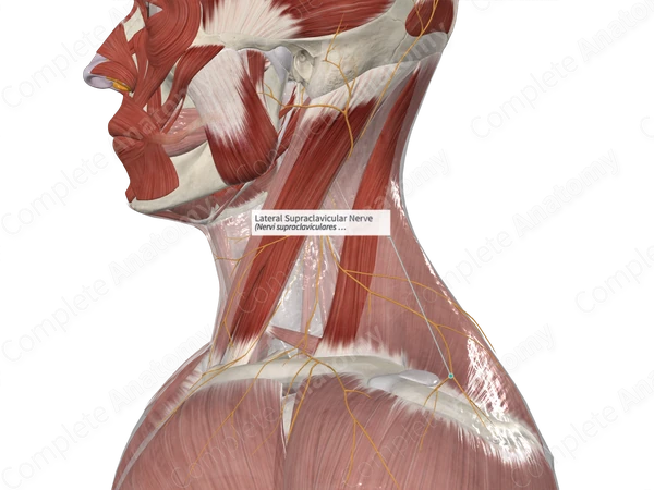 Lateral Supraclavicular Nerve