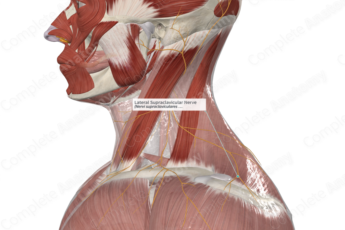 Lateral Supraclavicular Nerve 