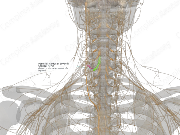 Posterior Ramus of Seventh Cervical Nerve (Left)