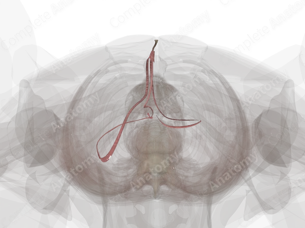 Peritoneal Ligaments of Liver