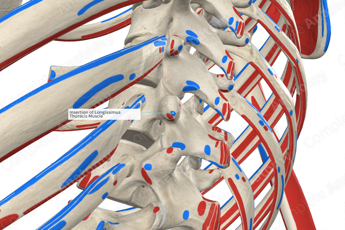 Insertion of Longissimus Thoracis Muscle