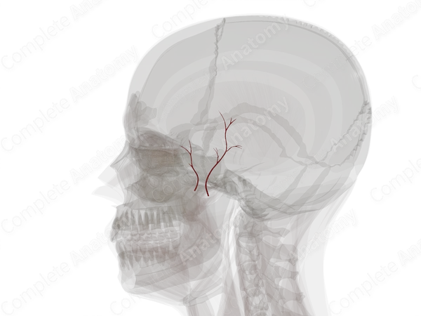 Deep Temporal Arteries (Left)
